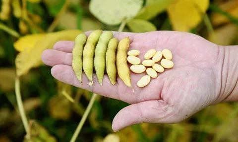 GIỐNG ĐẬU NÀNH VINASOY 02-NS ĐƯỢC PHÉP LƯU HÀNH TẠI KHU VỰC ĐỒNG BẰNG SÔNG HỒNG